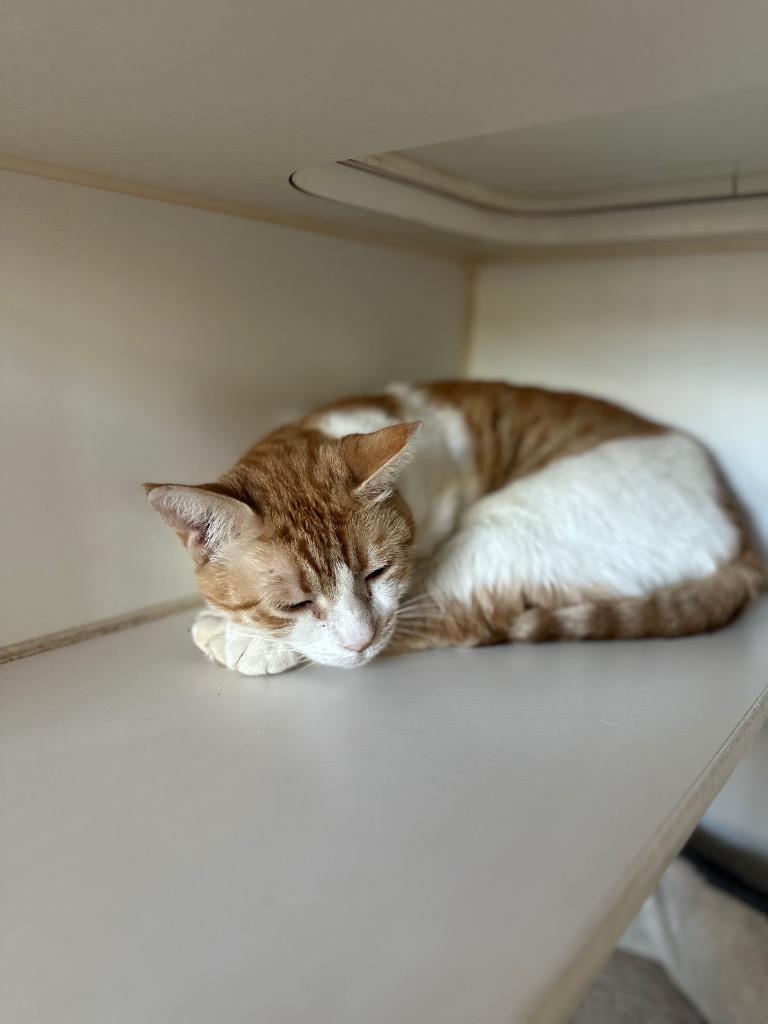Enlarge Dunder Mifflin, a Adoptable Tabby in Newberg, OR image 2/3