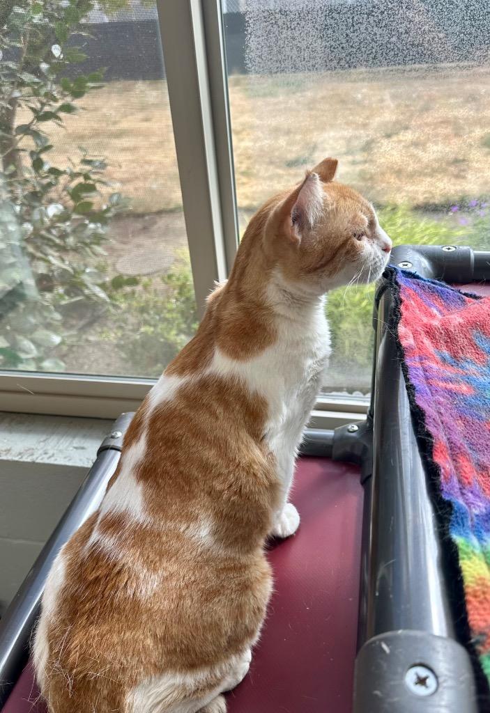 Enlarge Dunder Mifflin, a Adoptable Tabby in Newberg, OR image 3/3