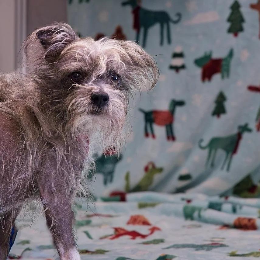 Sloth Bear thumbnail 3