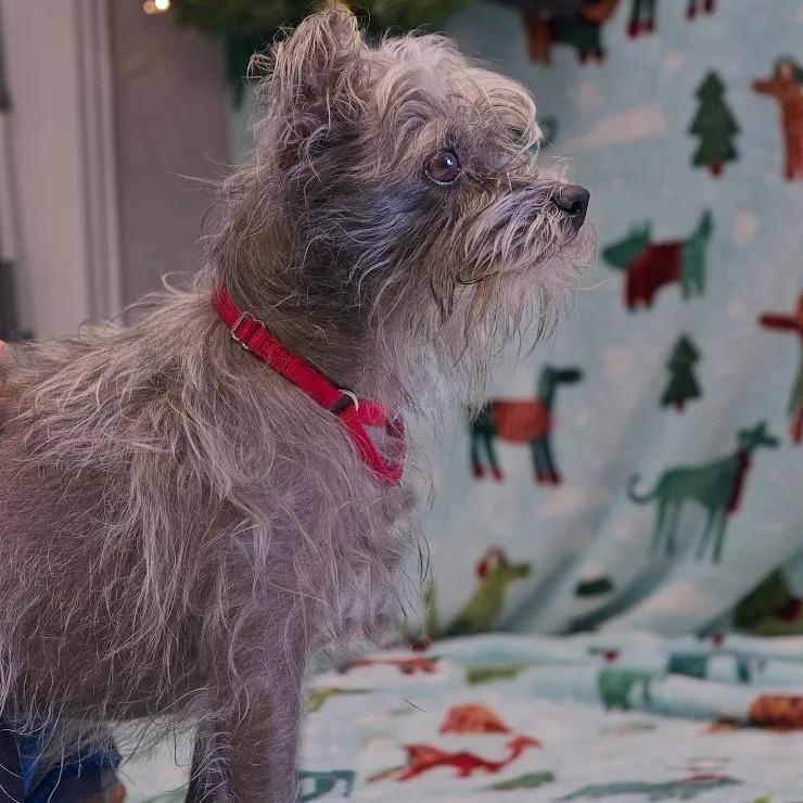 Sloth Bear thumbnail 4