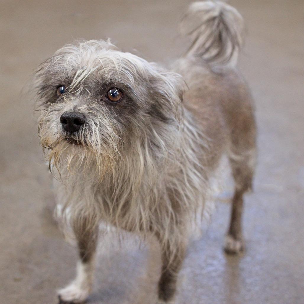 Sloth Bear thumbnail 5