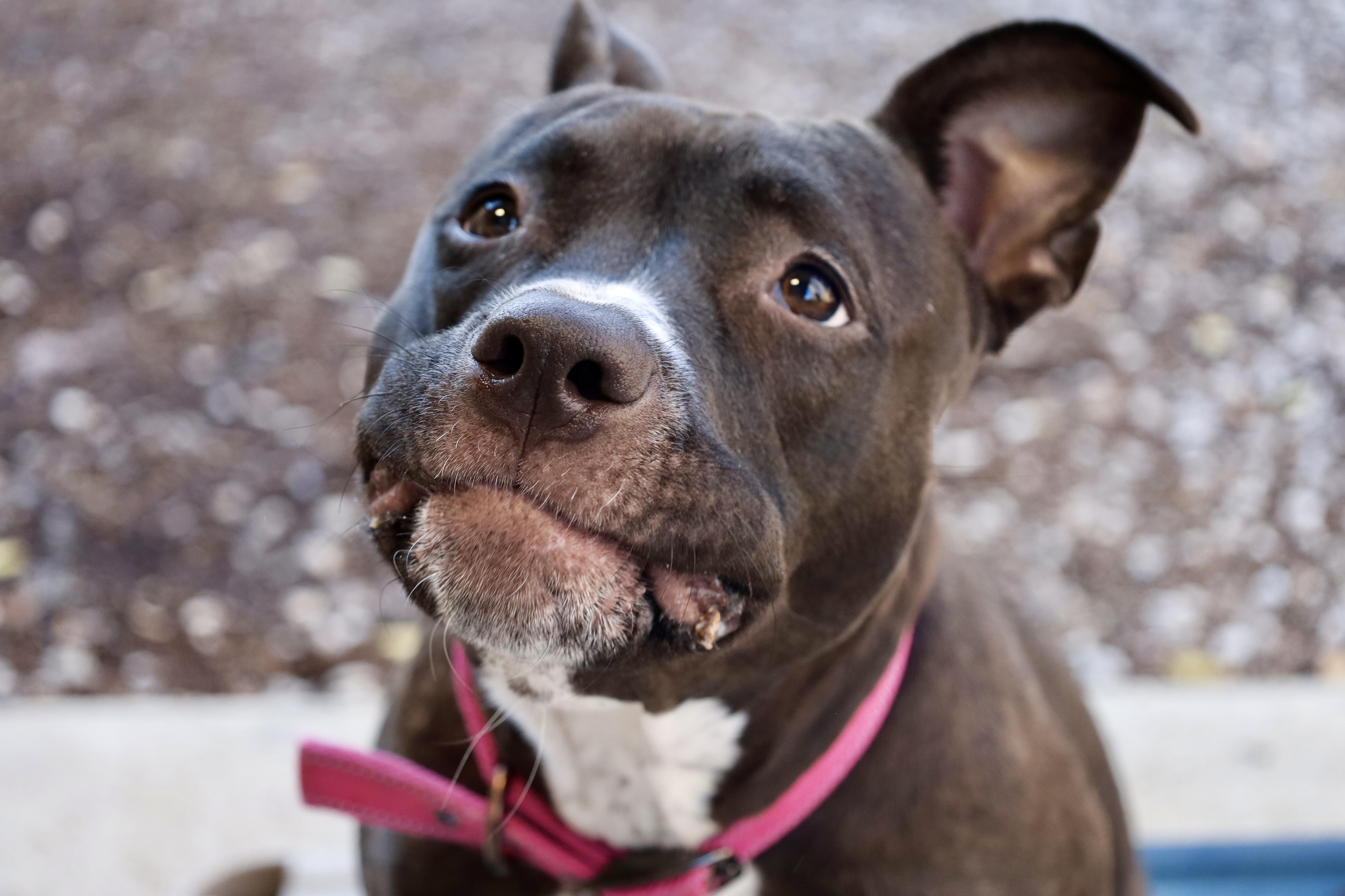 Maude, a Adoptable mixed breed in Kansas City, MO image 5/6