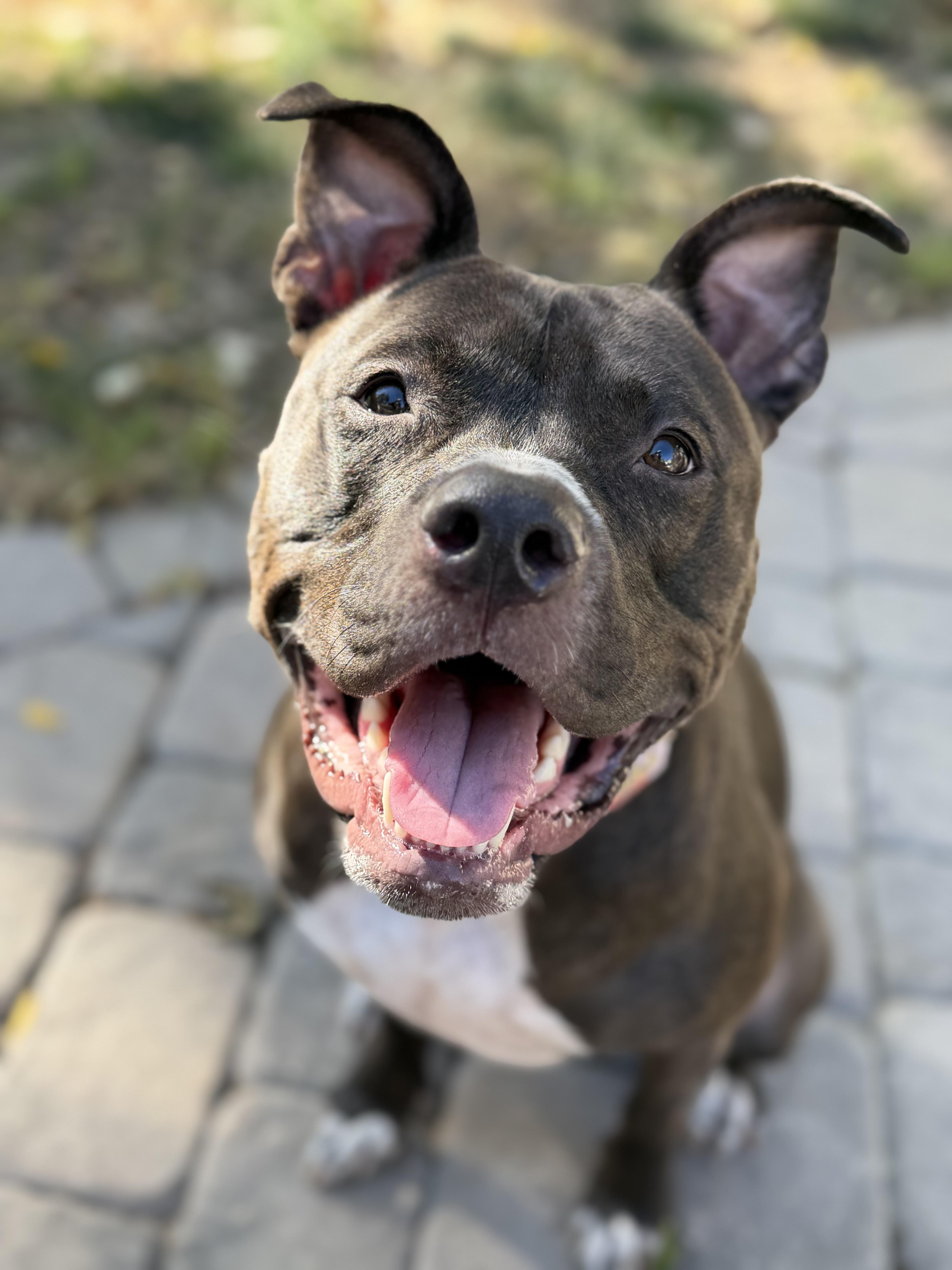 Maude, a Adoptable mixed breed in Kansas City, MO image 2/6