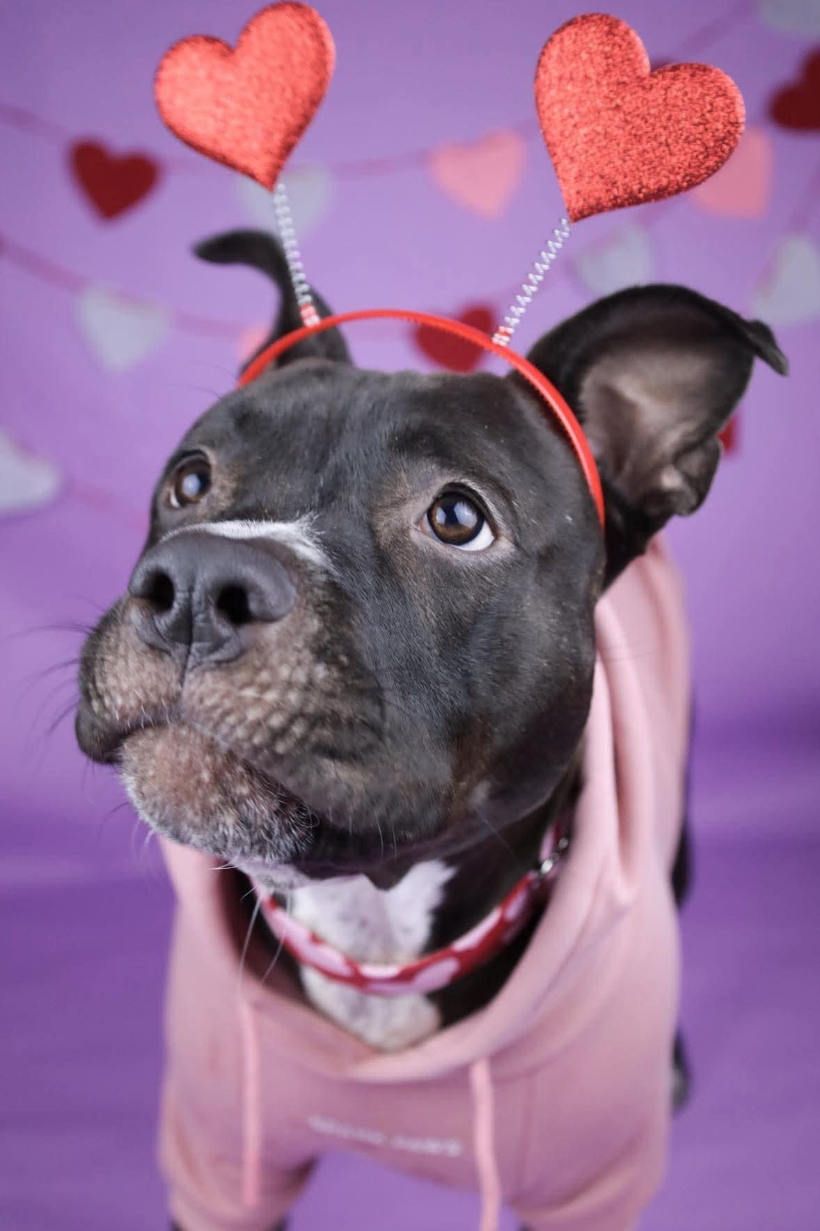 Maude, a Adoptable mixed breed in Kansas City, MO image 3/6