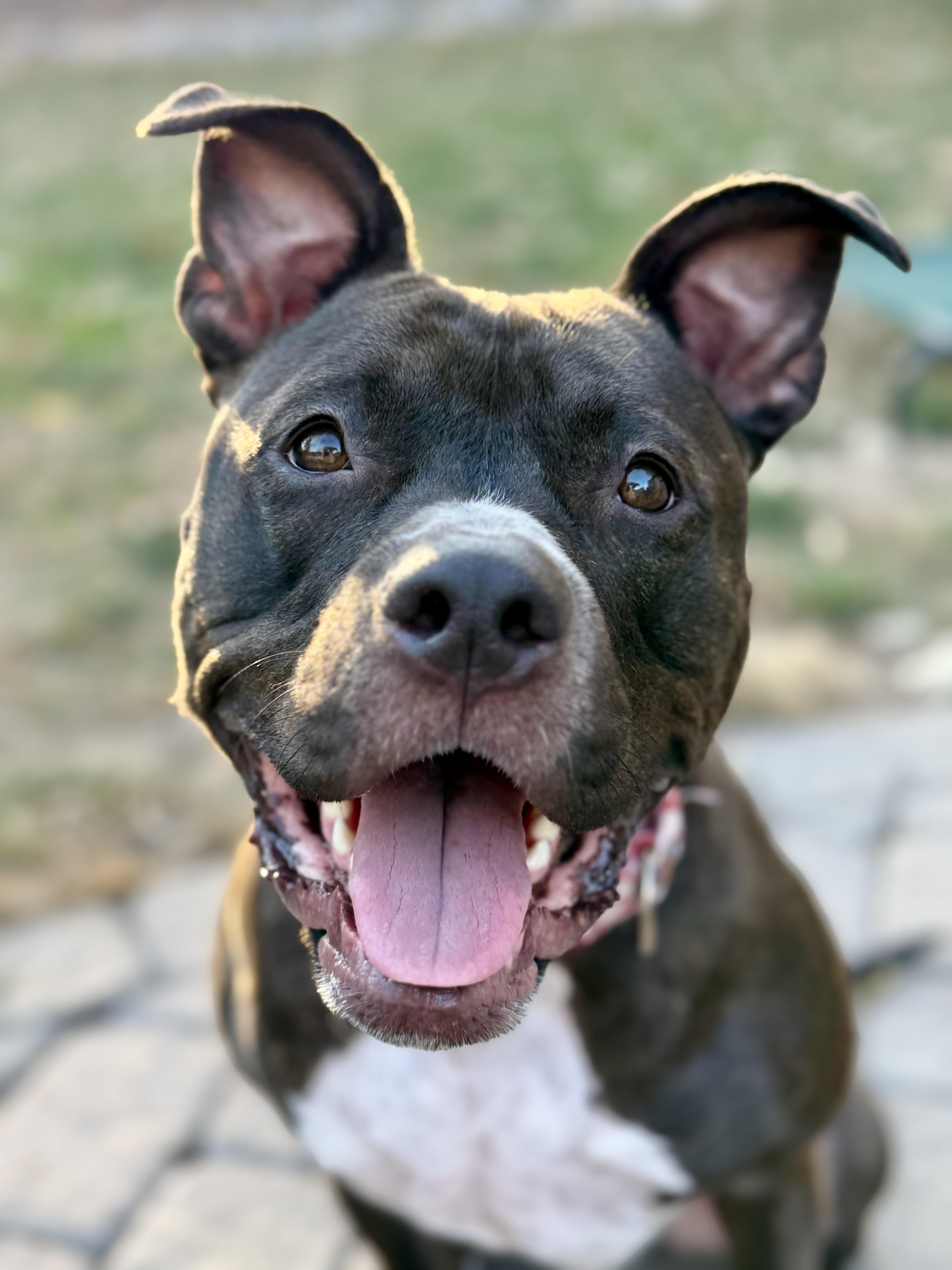 Maude, a Adoptable mixed breed in Kansas City, MO image 1/6