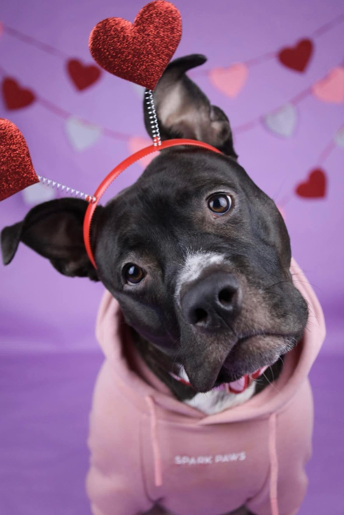 Maude, a Adoptable mixed breed in Kansas City, MO image 4/6