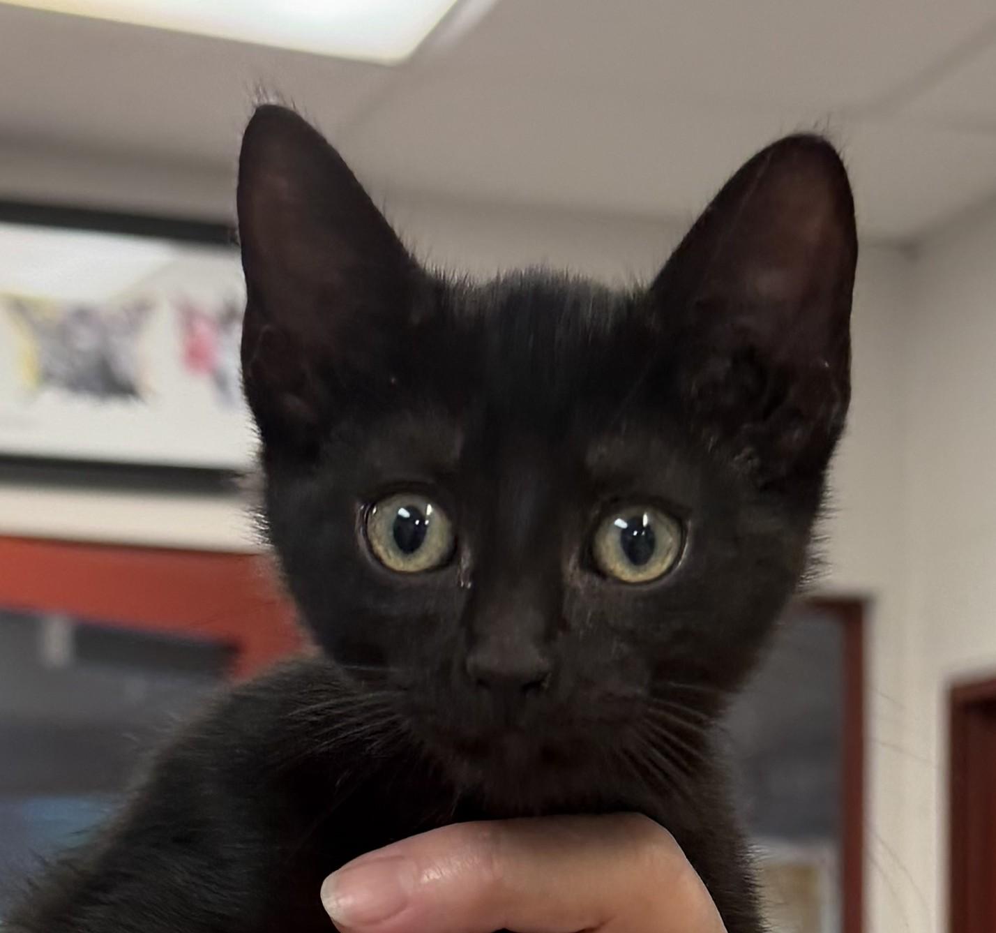 Enlarge Caelum, a Adopted mixed breed in Slidell, LA image 1/2