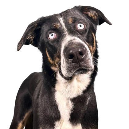 Pecan Pie, Adoptable, Young Male Border Collie & Mixed Breed.