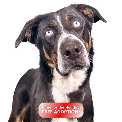 Pecan Pie, Adoptable, Young Male Border Collie & Mixed Breed.