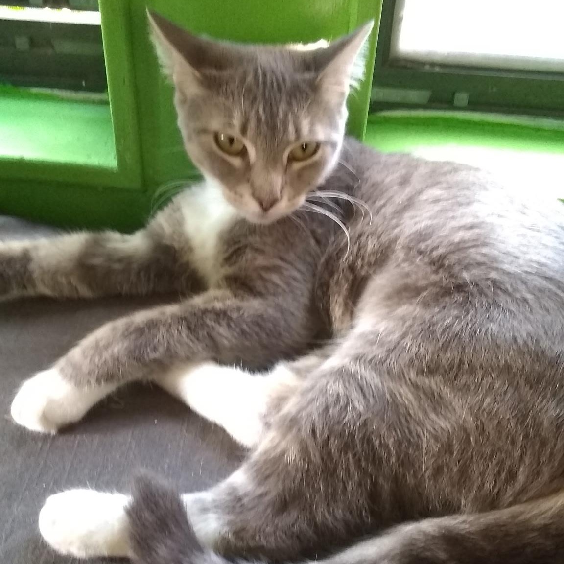 Claudia, a Adoptable Domestic Short Hair in Highland, IN image 2/3