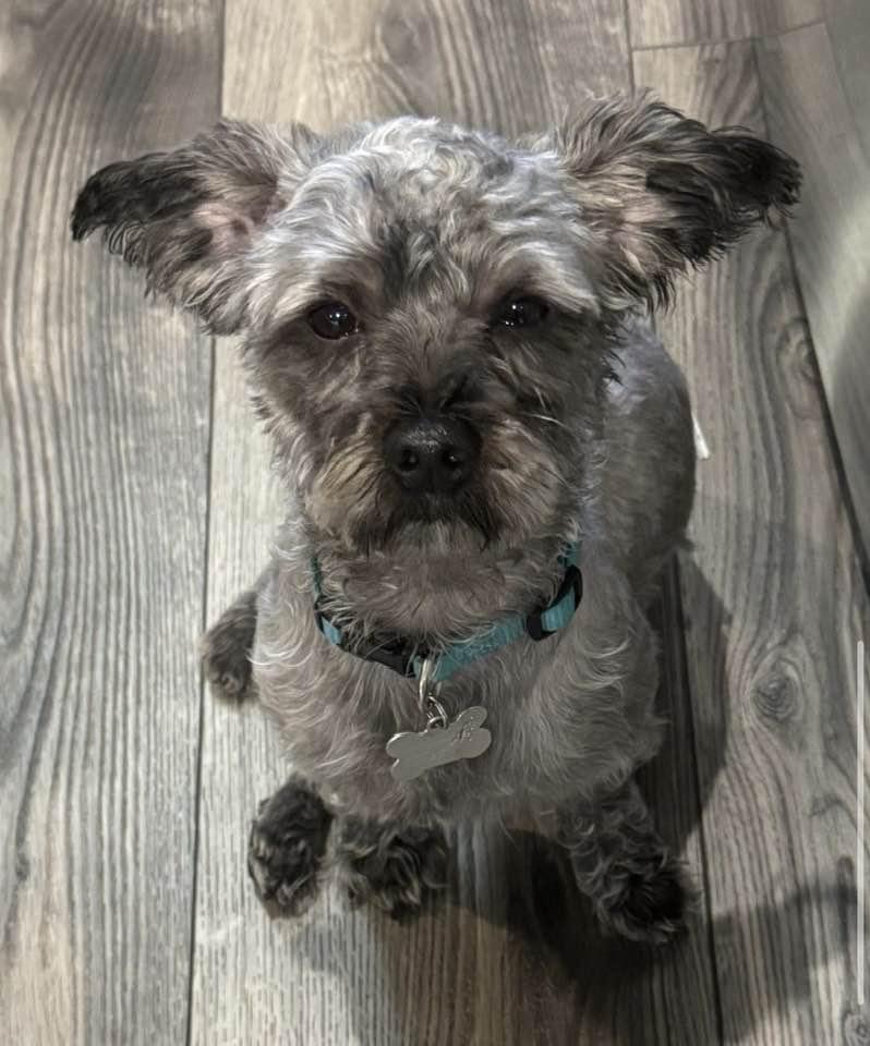 Gus, adopted, Adult Male Yorkie Poo.