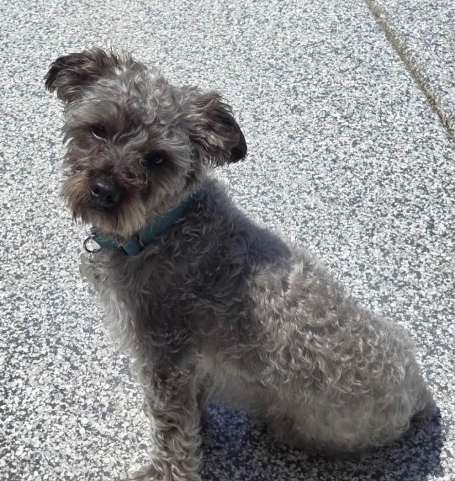 Enlarge Gus, an adopted mixed breed in Flossmoor, IL image 2/2