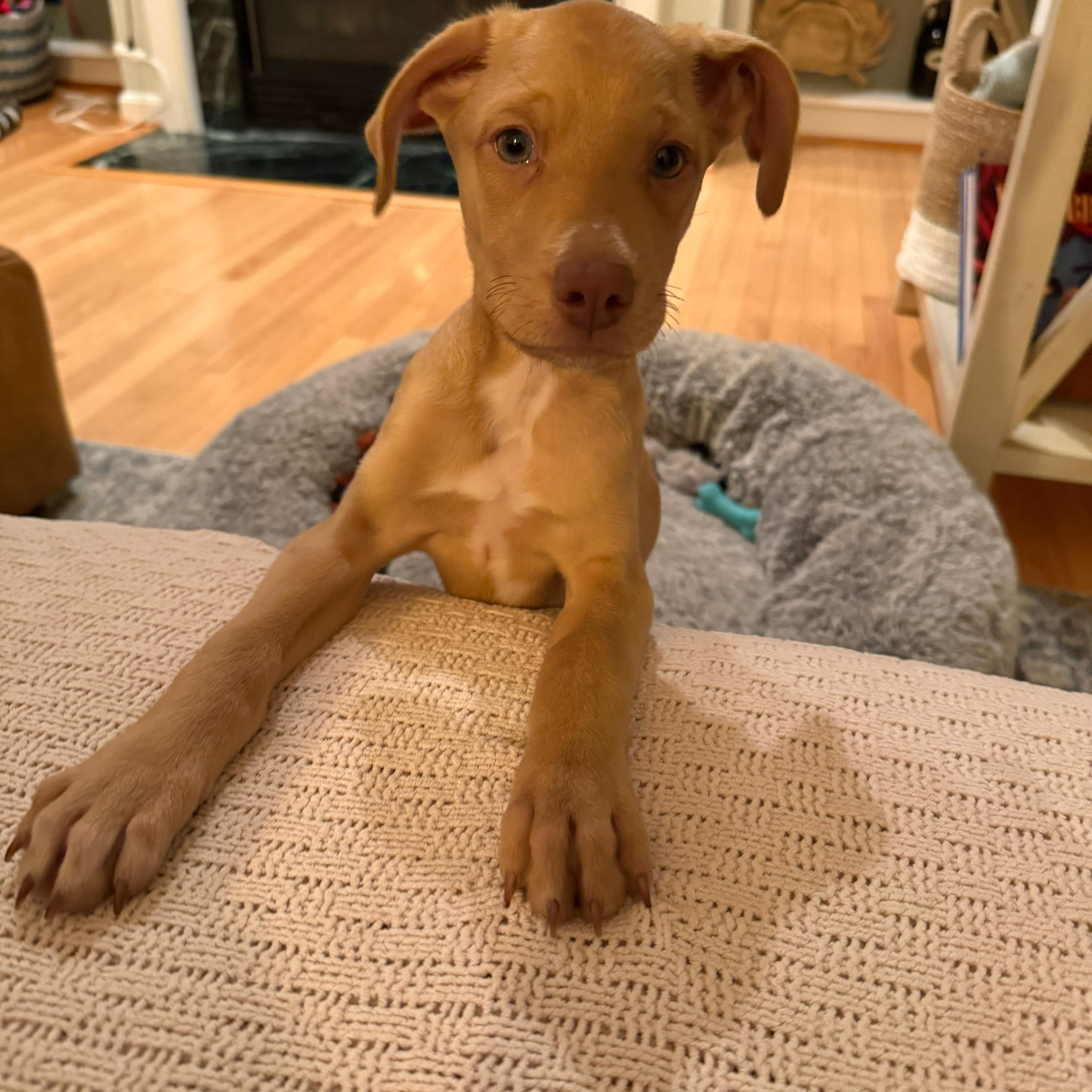 Enlarge Kona, an adopted mixed breed in Annapolis, MD image 4/6