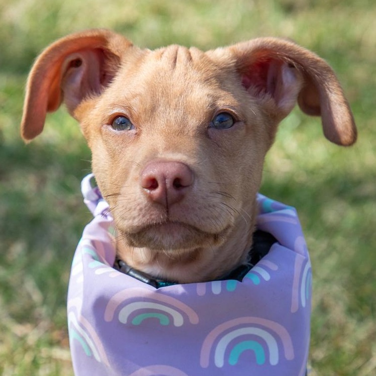 Enlarge Kona, an adopted mixed breed in Annapolis, MD image 6/6