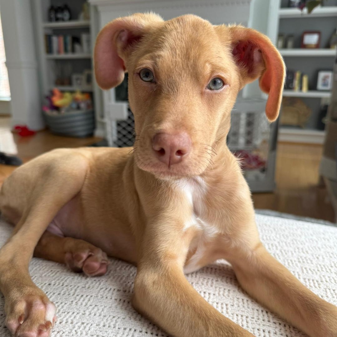 Enlarge Kona, an adopted mixed breed in Annapolis, MD image 2/6