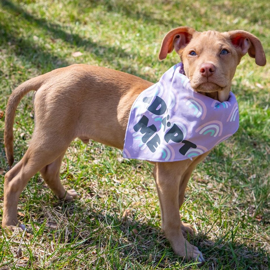 Enlarge Kona, an adopted mixed breed in Annapolis, MD image 1/6