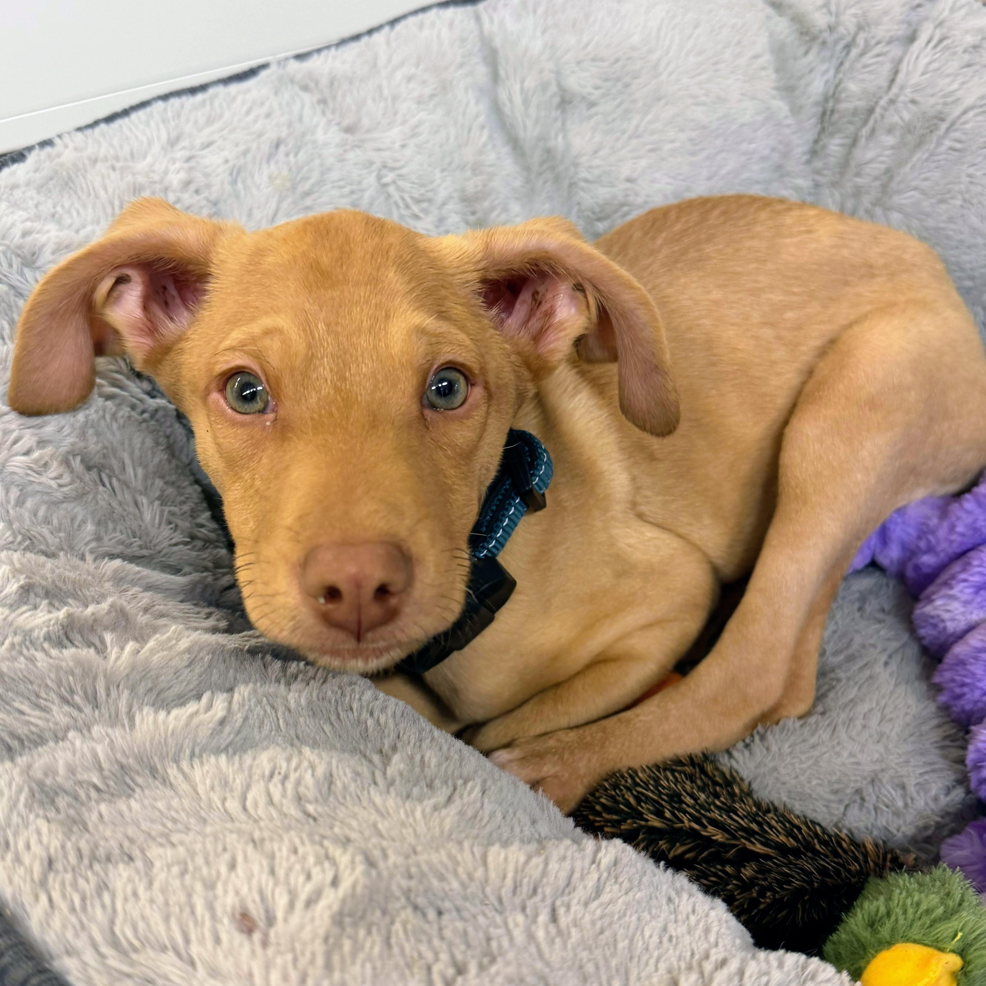 Enlarge Kona, an adopted mixed breed in Annapolis, MD image 3/6