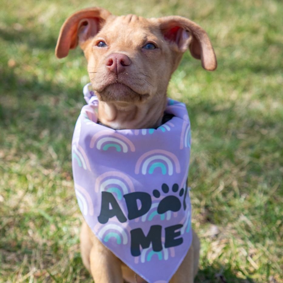 Enlarge Kona, an adopted mixed breed in Annapolis, MD image 5/6