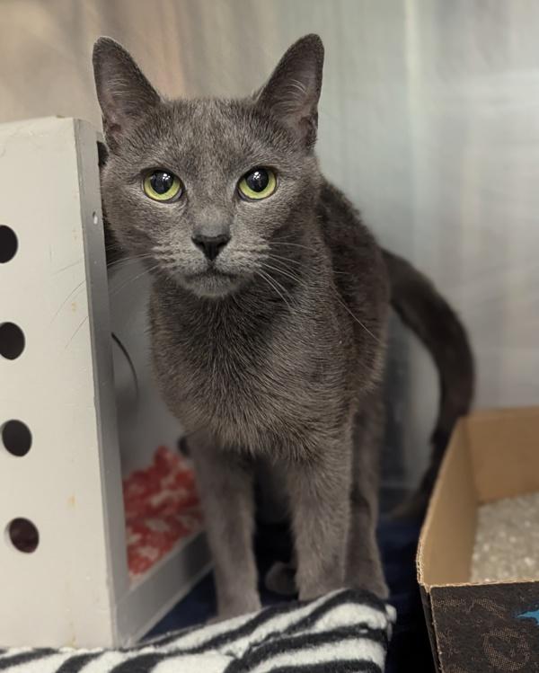 Hippy Hippy Shake - Barn Cat, Adoptable, Adult Female Domestic Short Hair.