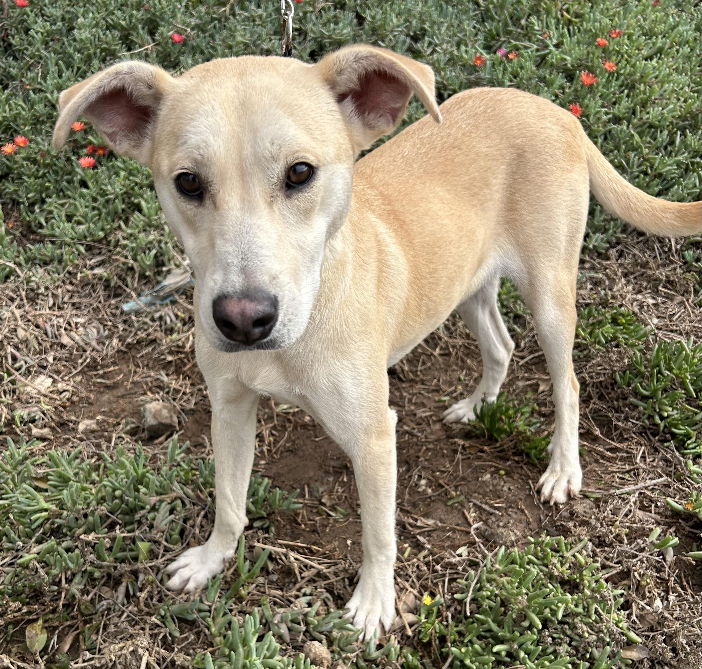 SHEINA, a Adoptable mixed breed in Bell Gardens, CA image 1/5