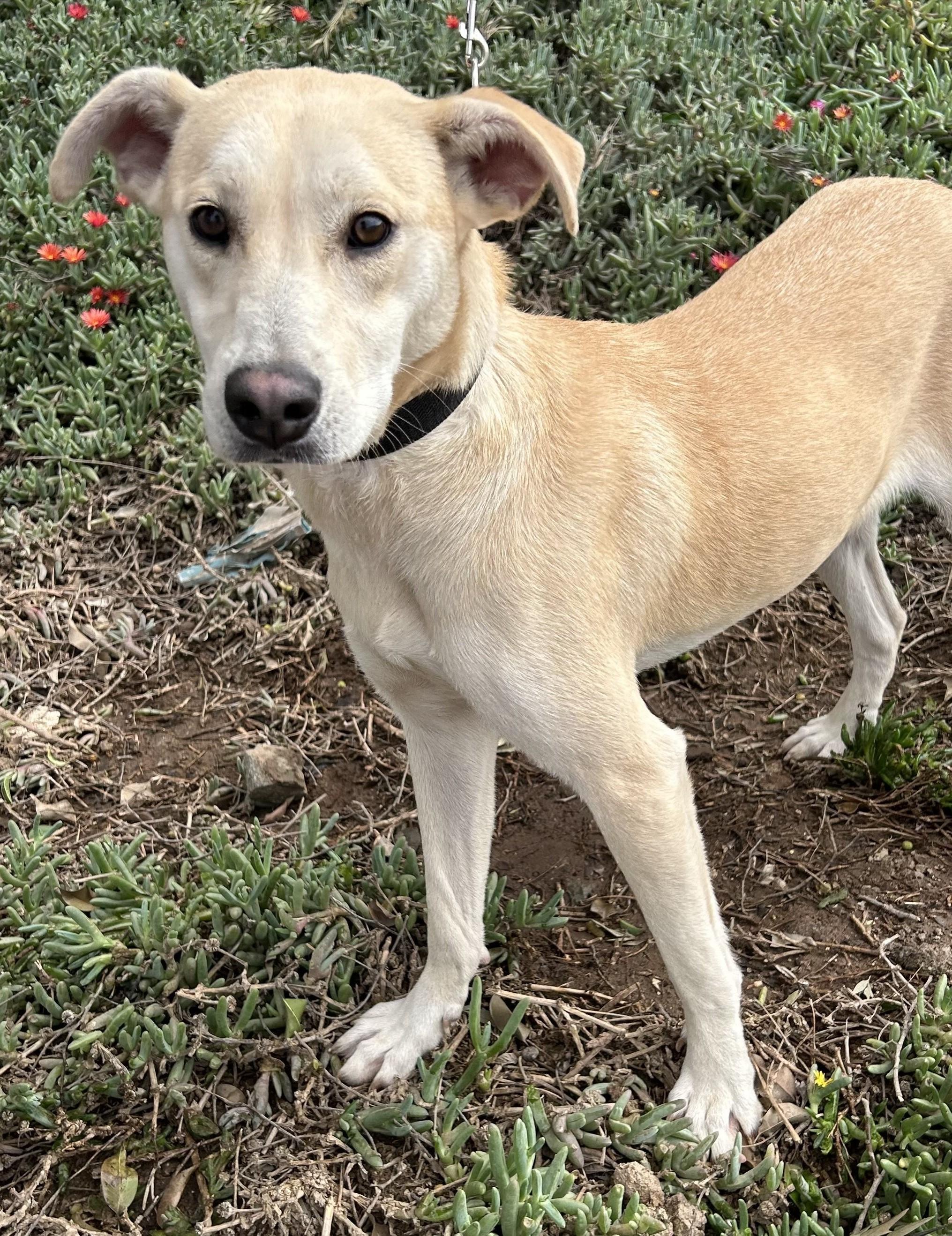 SHEINA, a Adoptable mixed breed in Bell Gardens, CA image 2/5