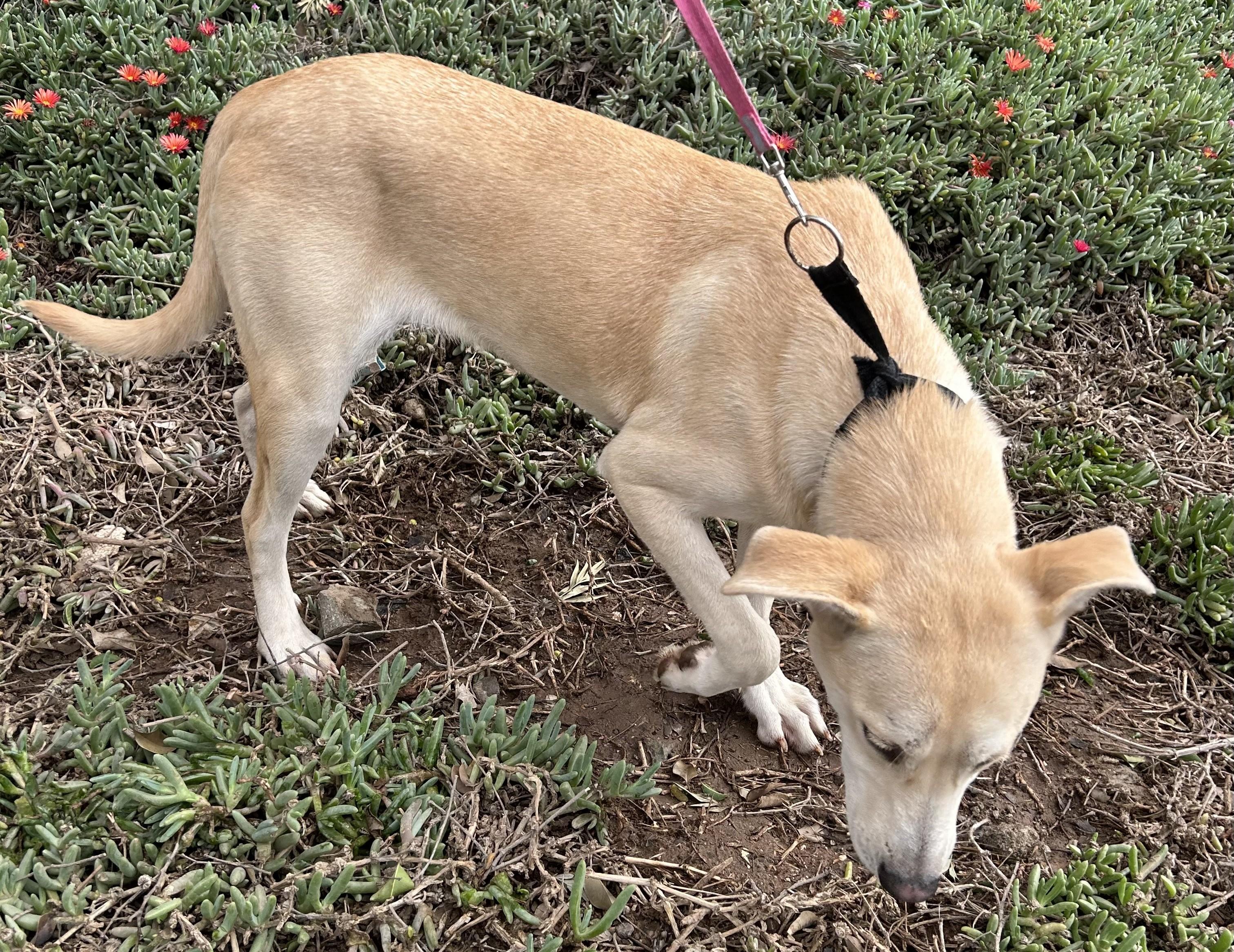 SHEINA, a Adoptable mixed breed in Bell Gardens, CA image 3/5