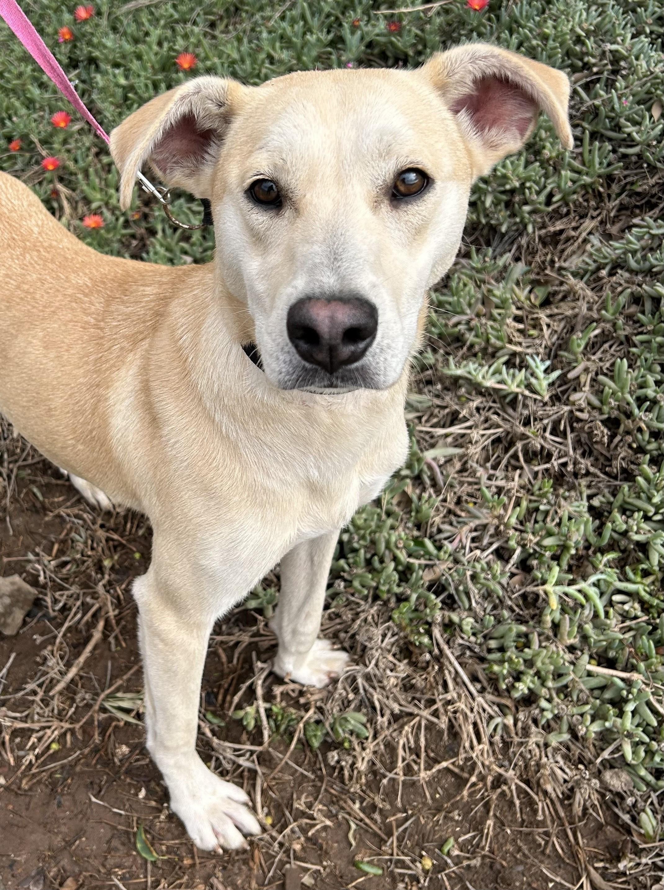 SHEINA, a Adoptable mixed breed in Bell Gardens, CA image 4/5