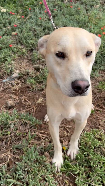 Enlarge SHEINA, a Adoptable mixed breed in Bell Gardens, CA video 5/5