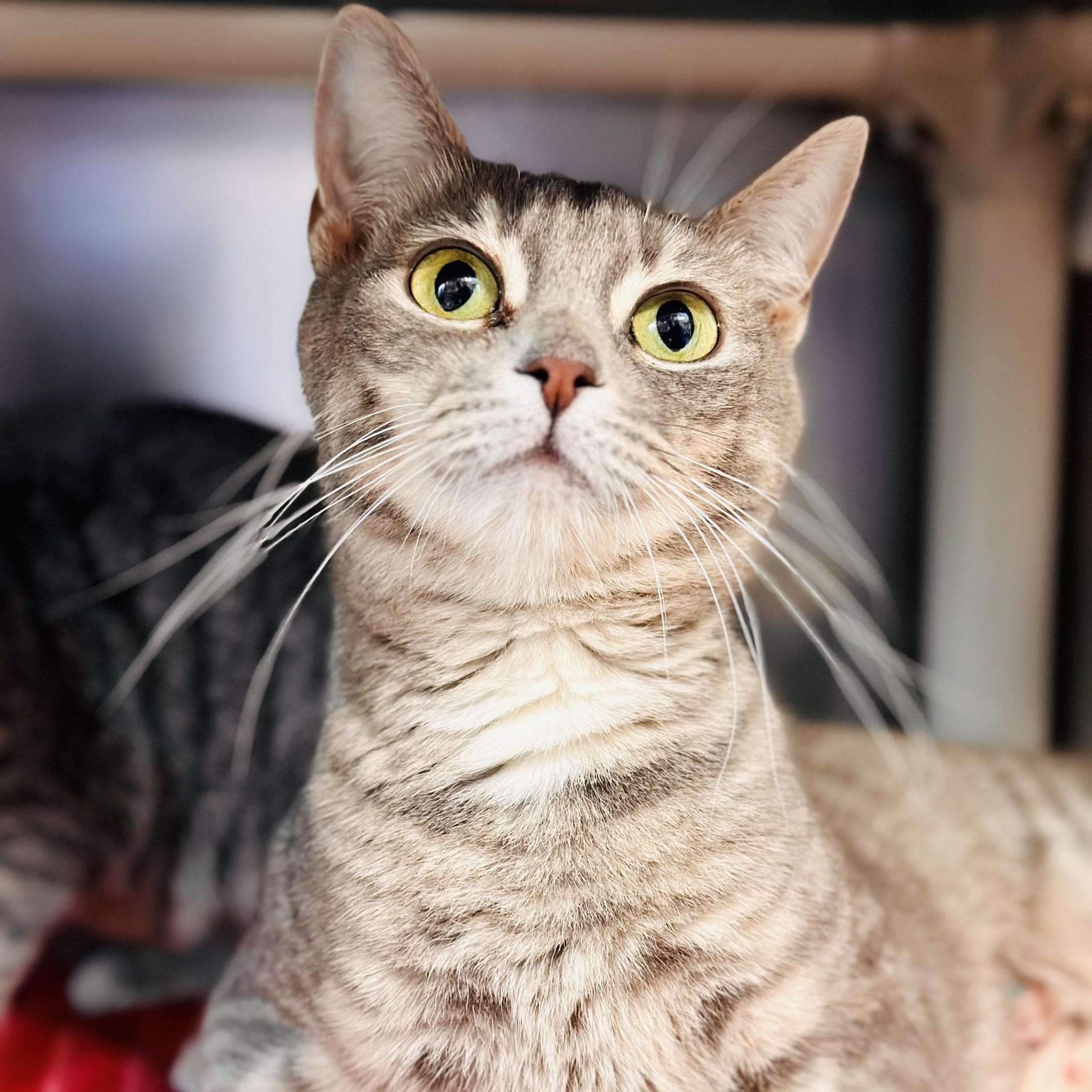 Enlarge Partridge , a ADOPTABLE Domestic Short Hair in Jackson, NJ image 2/3