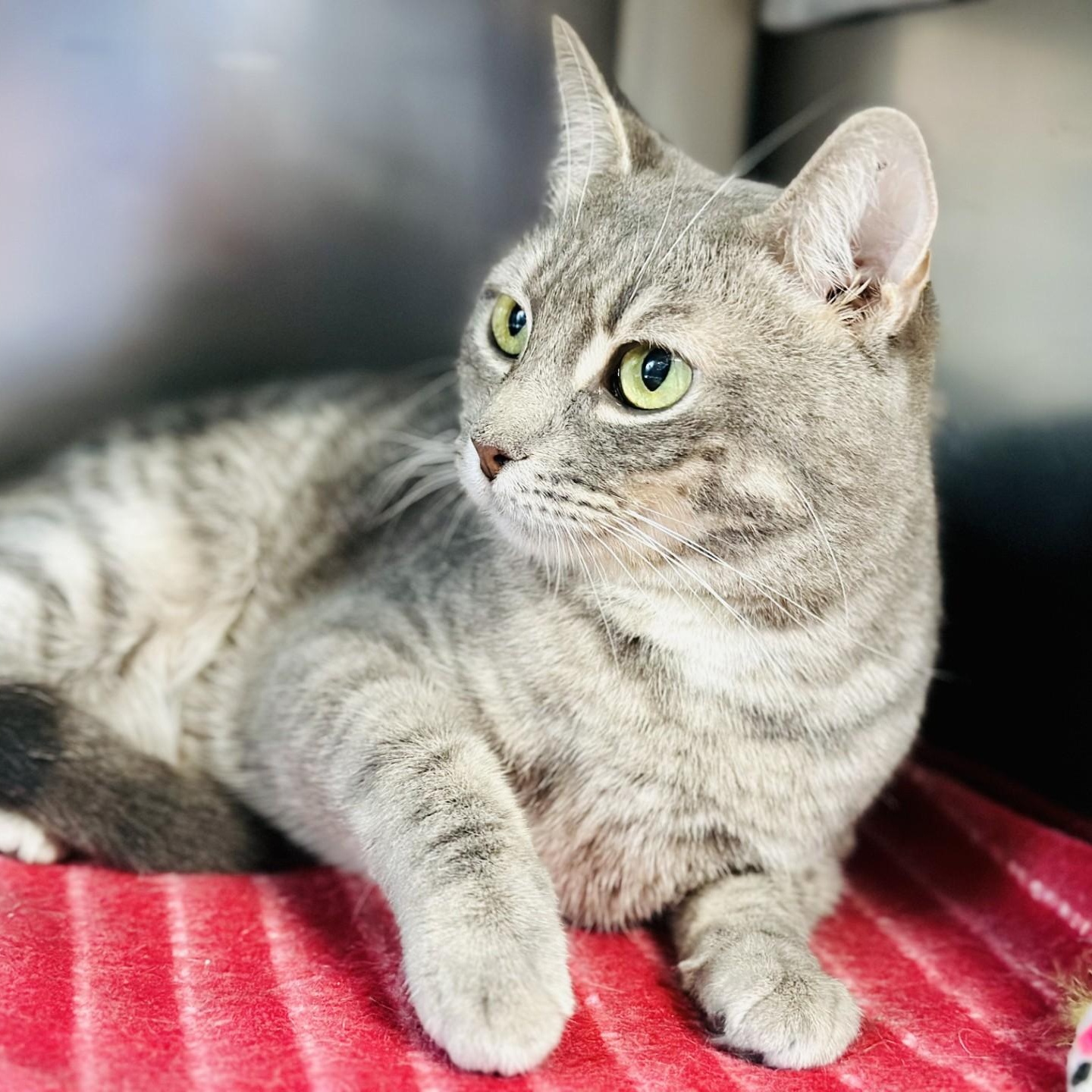 Enlarge Partridge , a ADOPTABLE Domestic Short Hair in Jackson, NJ image 3/3