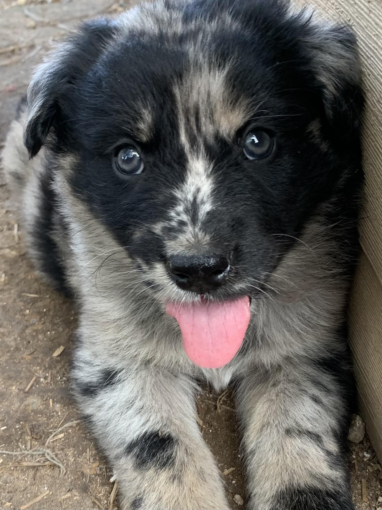 Dave, Adopted, Puppy Male Australian Cattle Dog / Blue Heeler.