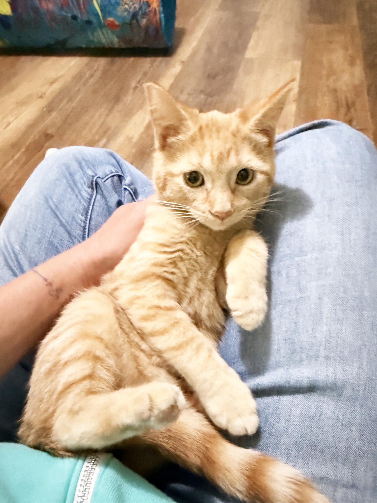 Enlarge Oscar - snuggly little sweetheart, a Adoptable Tabby in Neenah, WI image 5/6