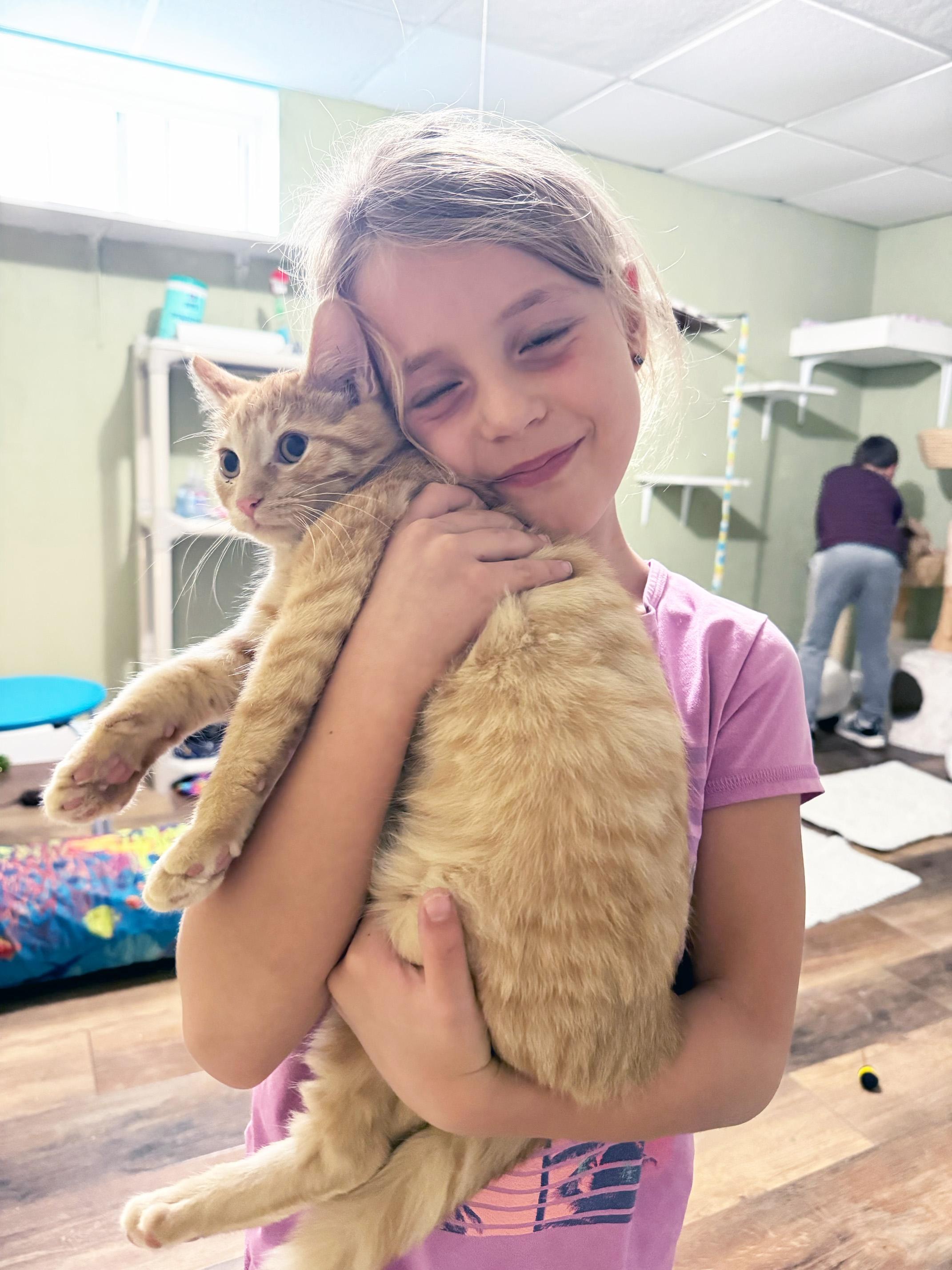 Enlarge Oscar - snuggly little sweetheart, a Adoptable Tabby in Neenah, WI image 4/6
