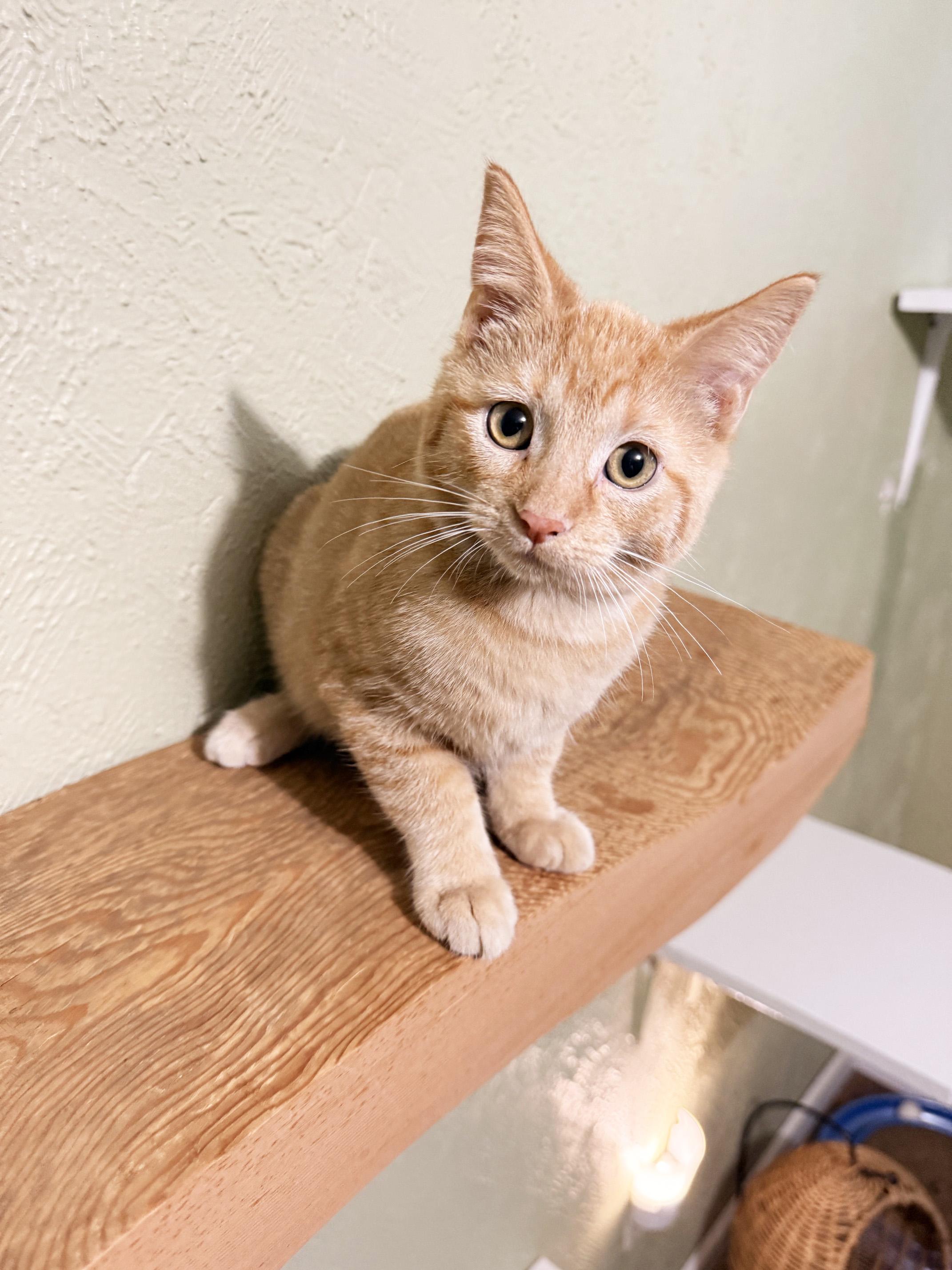 Enlarge Oscar - snuggly little sweetheart, a Adoptable Tabby in Neenah, WI image 6/6