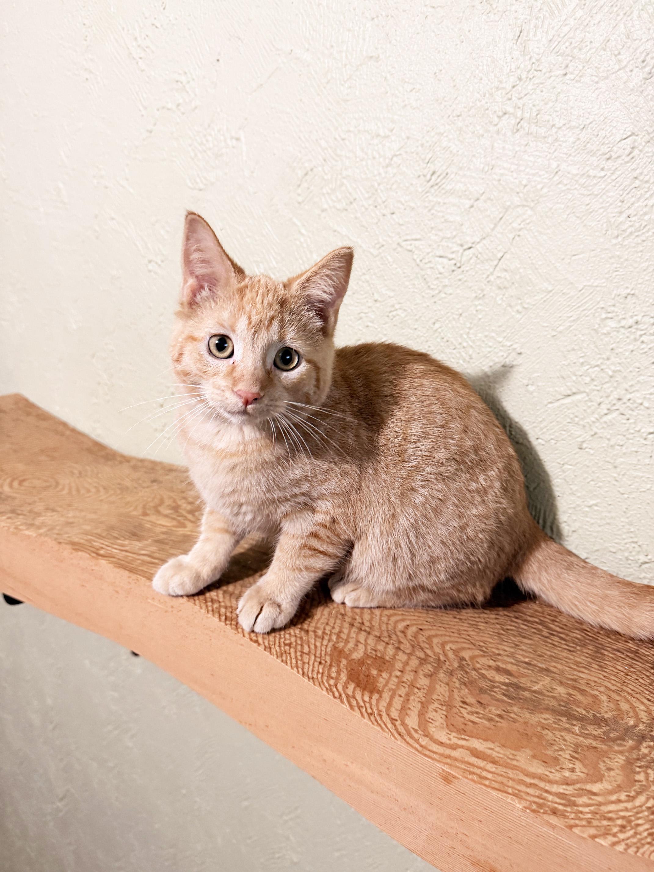 Oscar - snuggly little sweetheart, Adoptable, Kitten Male Tabby.