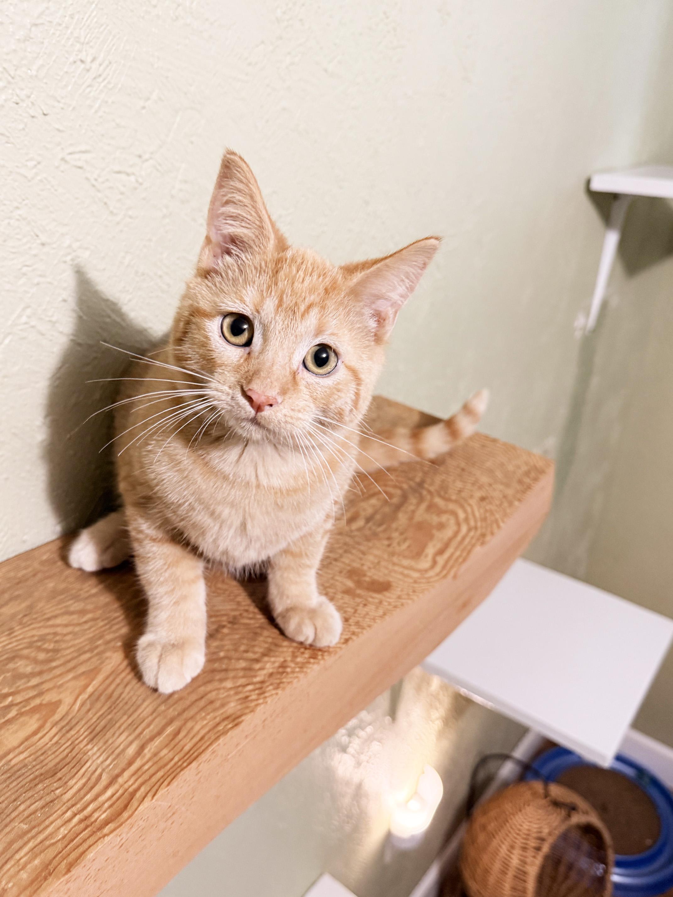Enlarge Oscar - snuggly little sweetheart, a Adoptable Tabby in Neenah, WI image 2/6