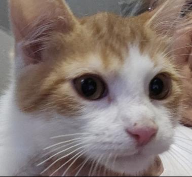 Landon, Adoptable, Kitten Male Domestic Short Hair.