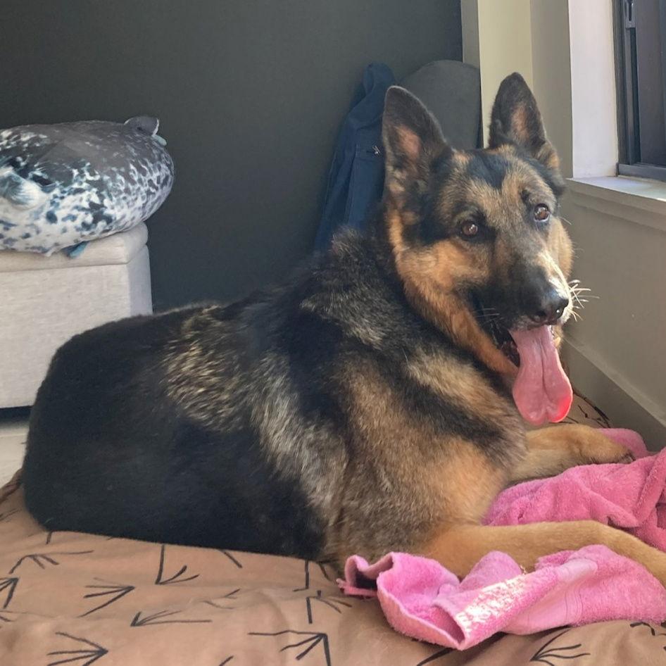 Checkers, Adoptable, Adult Male German Shepherd Dog.