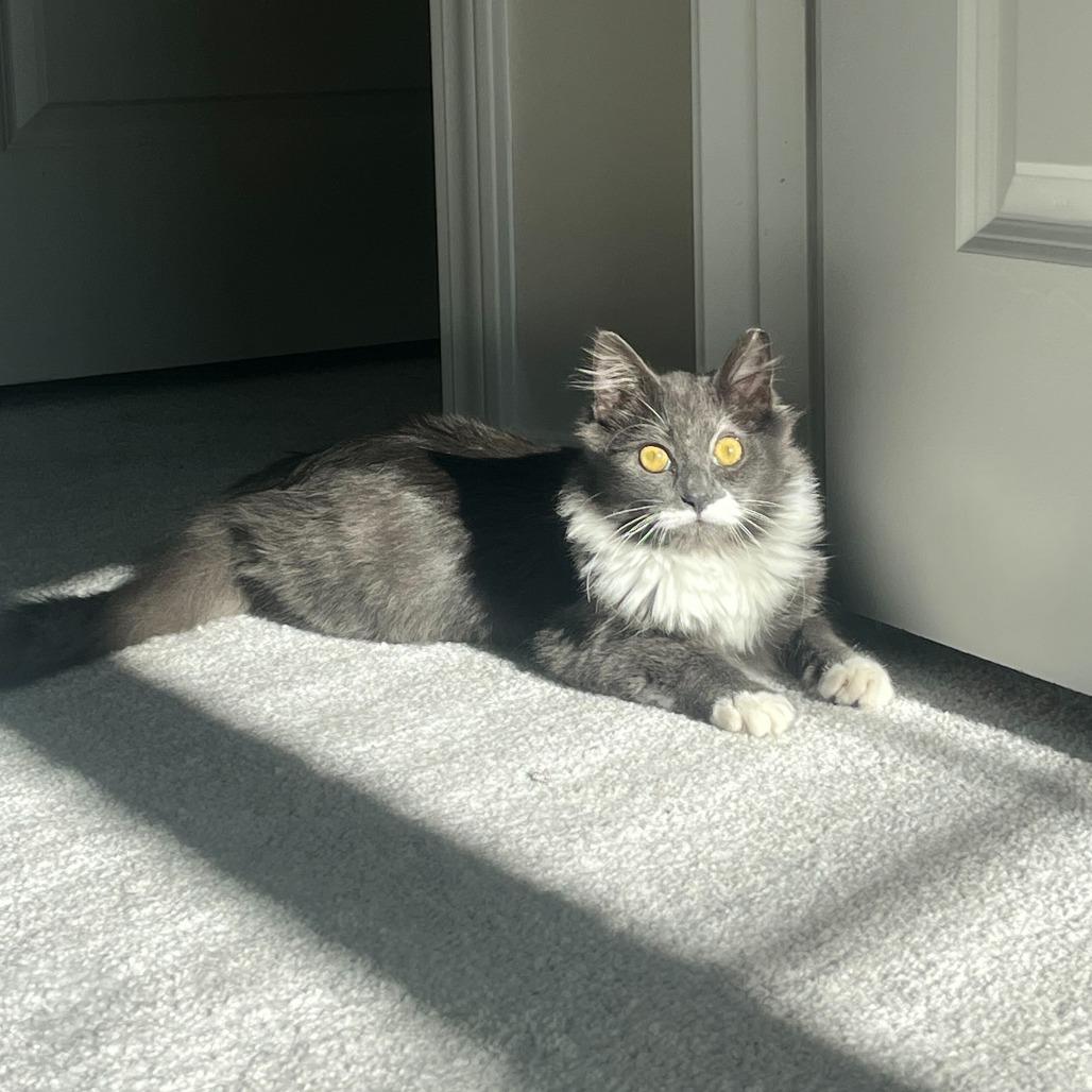 Milo (CCR), Adoptable, Young Male Domestic Medium Hair.