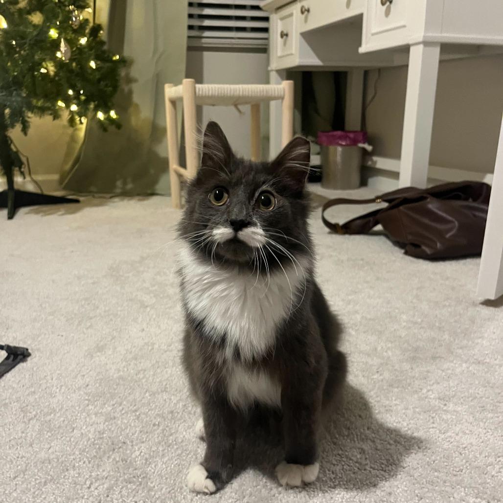 Enlarge Milo (CCR), a Adoptable Domestic Medium Hair in Charlotte, NC image 3/4