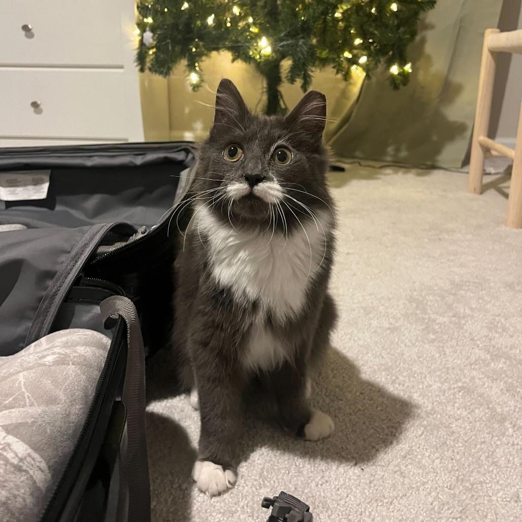 Enlarge Milo (CCR), a Adoptable Domestic Medium Hair in Charlotte, NC image 4/4