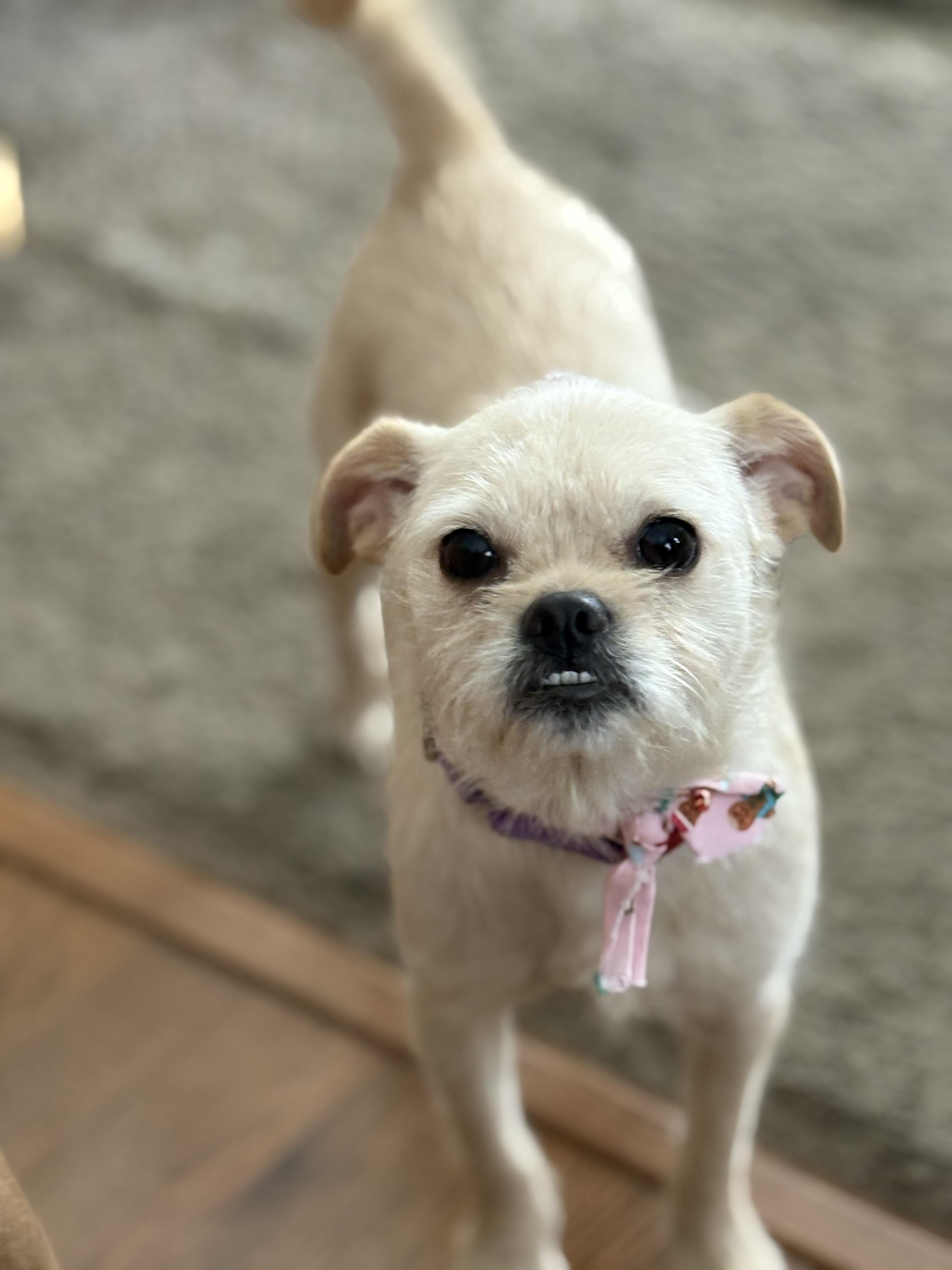 Penny, ADOPTABLE, Young Female Shih Tzu.