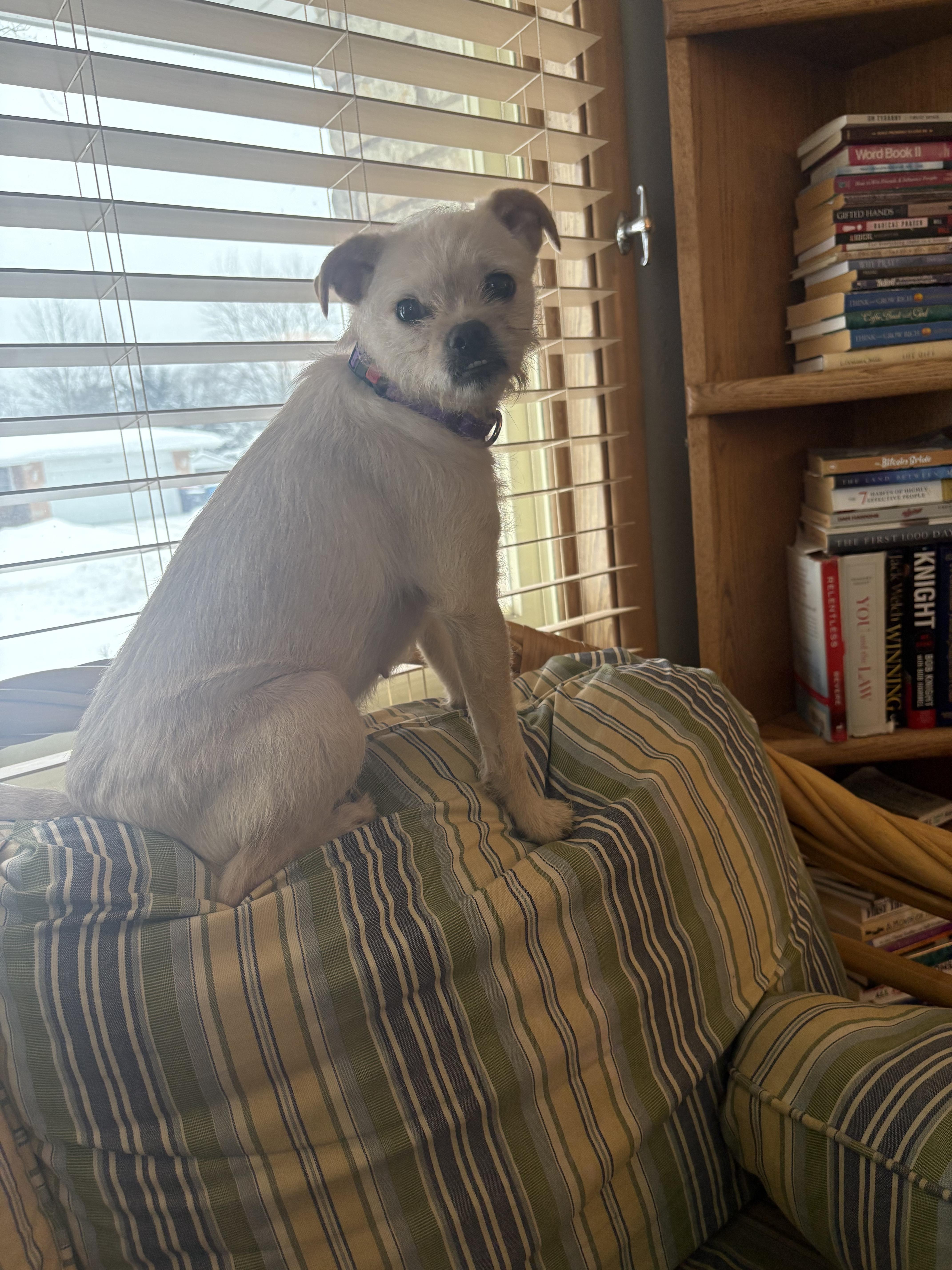 Enlarge Penny, a ADOPTABLE mixed breed in Grand Rapids, MI image 2/3