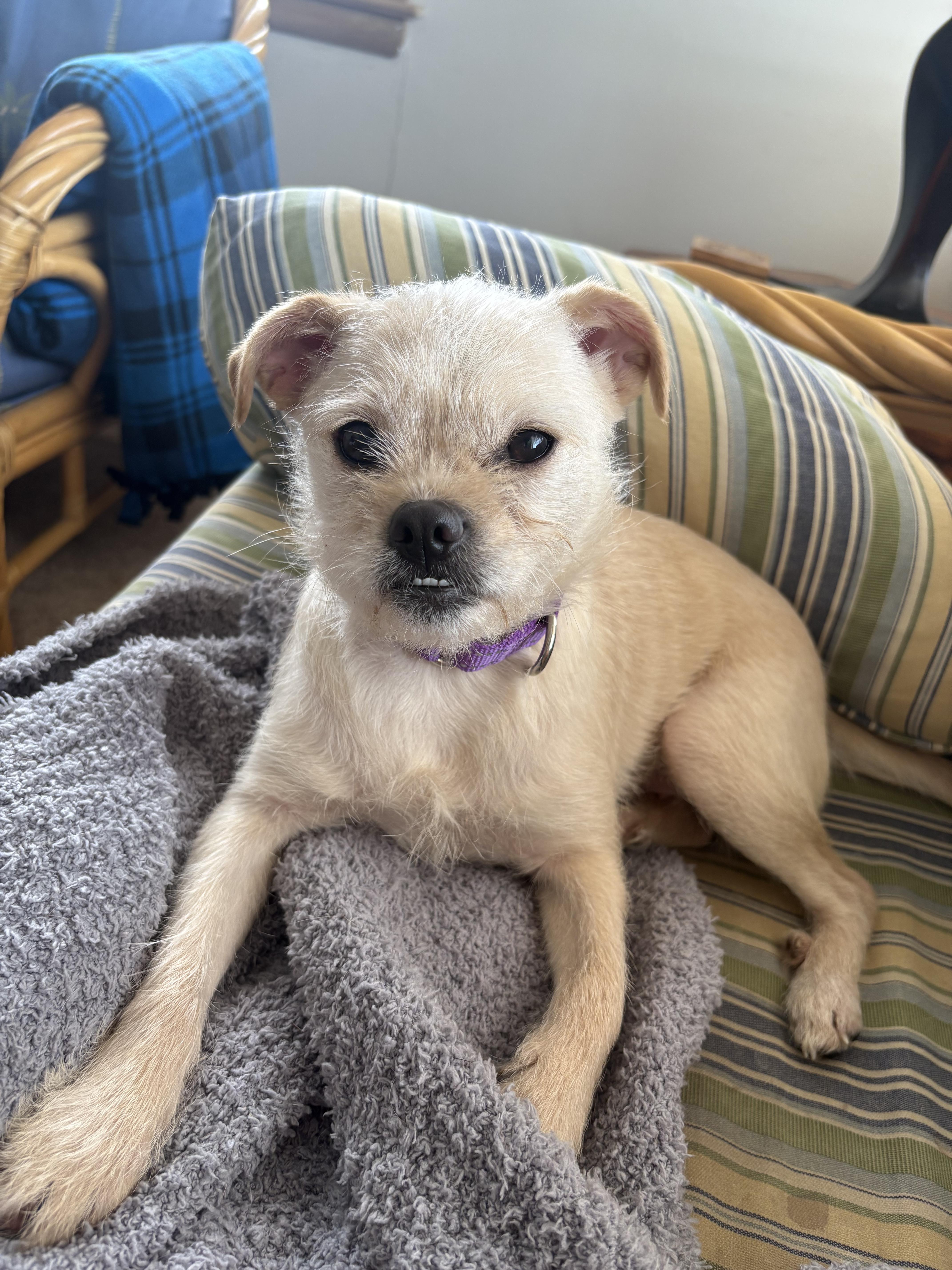 Enlarge Penny, a ADOPTABLE mixed breed in Grand Rapids, MI image 3/3