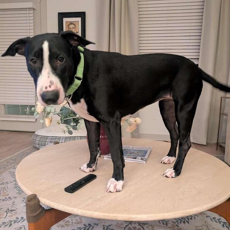 Enlarge Feye, a Adoptable mixed breed in Maumee, OH image 3/6