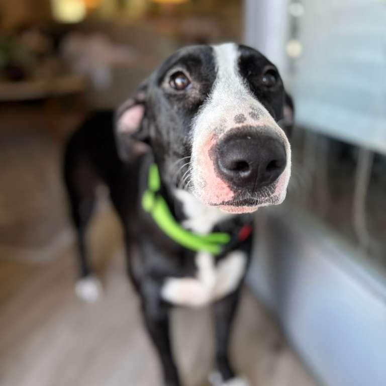 Enlarge Feye, a Adoptable mixed breed in Maumee, OH image 2/6