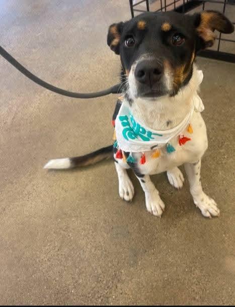 Enlarge Lainey, a ADOPTABLE mixed breed in Oakland, CA image 2/3