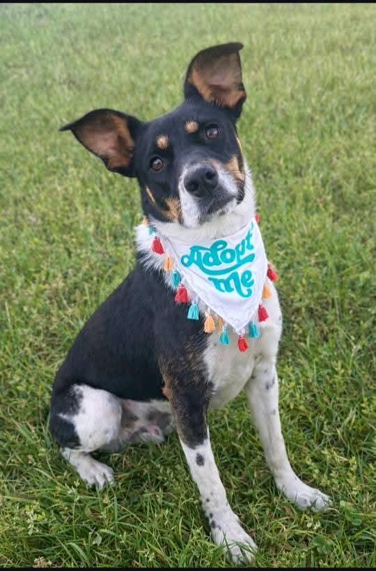 Enlarge Lainey, a ADOPTABLE mixed breed in Oakland, CA image 3/3