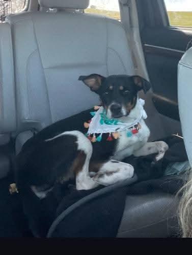 Lainey, ADOPTABLE, Adult Female Australian Cattle Dog / Blue Heeler.