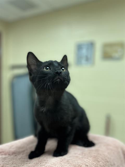ROOSTER, Adoptable, Kitten Male Domestic Short Hair.